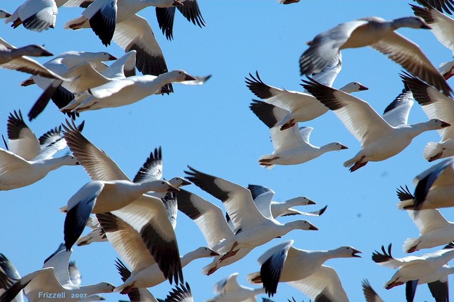 2007-03-06_snow-goose-4