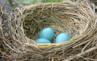 Full Nest