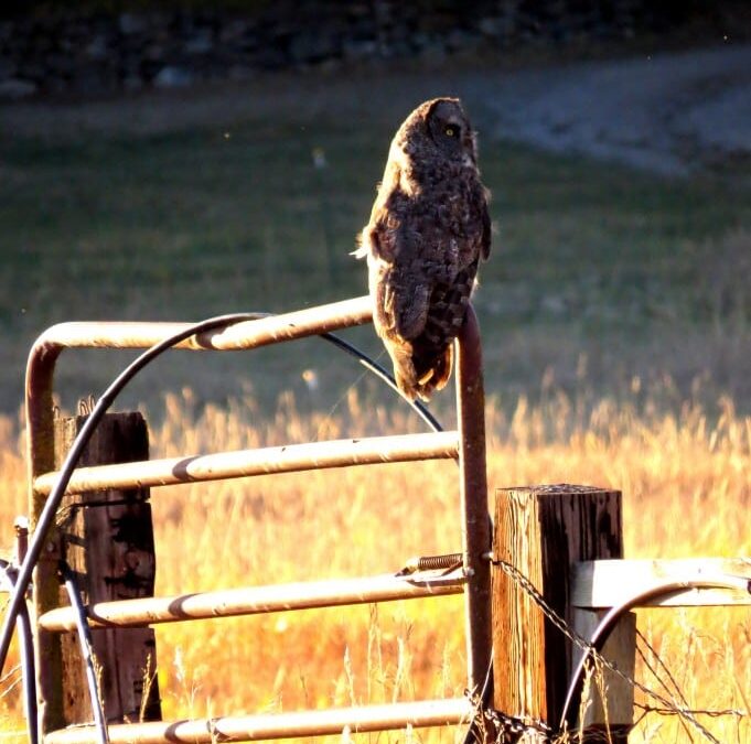 Free Fall– An Encounter With an Owl Today